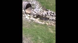 Otter A Dq Dawson Springs