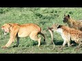 ये लकड़बग्घा शेर को भी मार सकता है। Hyena vs Lion ।10 Animals who can defend themselves from lion