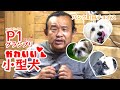 【ベスト10】かわいい小型犬ランキング【P1グランプリ】