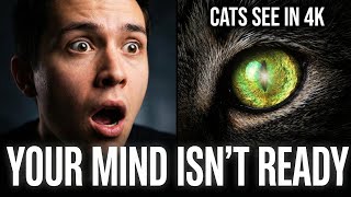 Your Cat's Vision Is Freakishly Advanced
