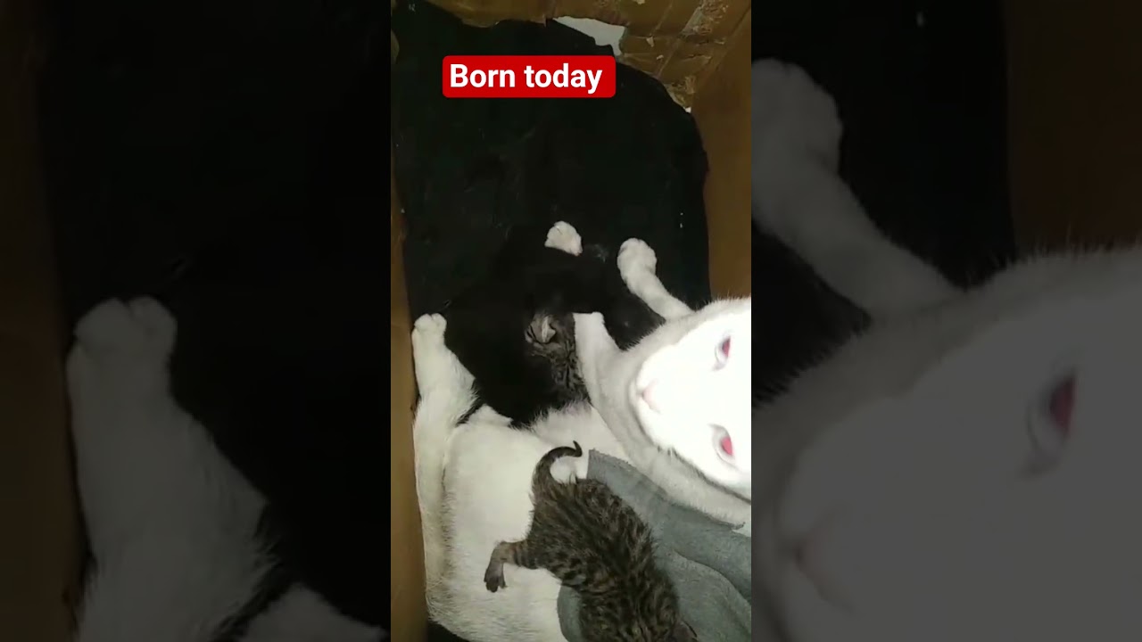Aaj Hi Paida Hue Pyare Cat Babies 😍 | Newborn Kittens First Day 🐱💖
