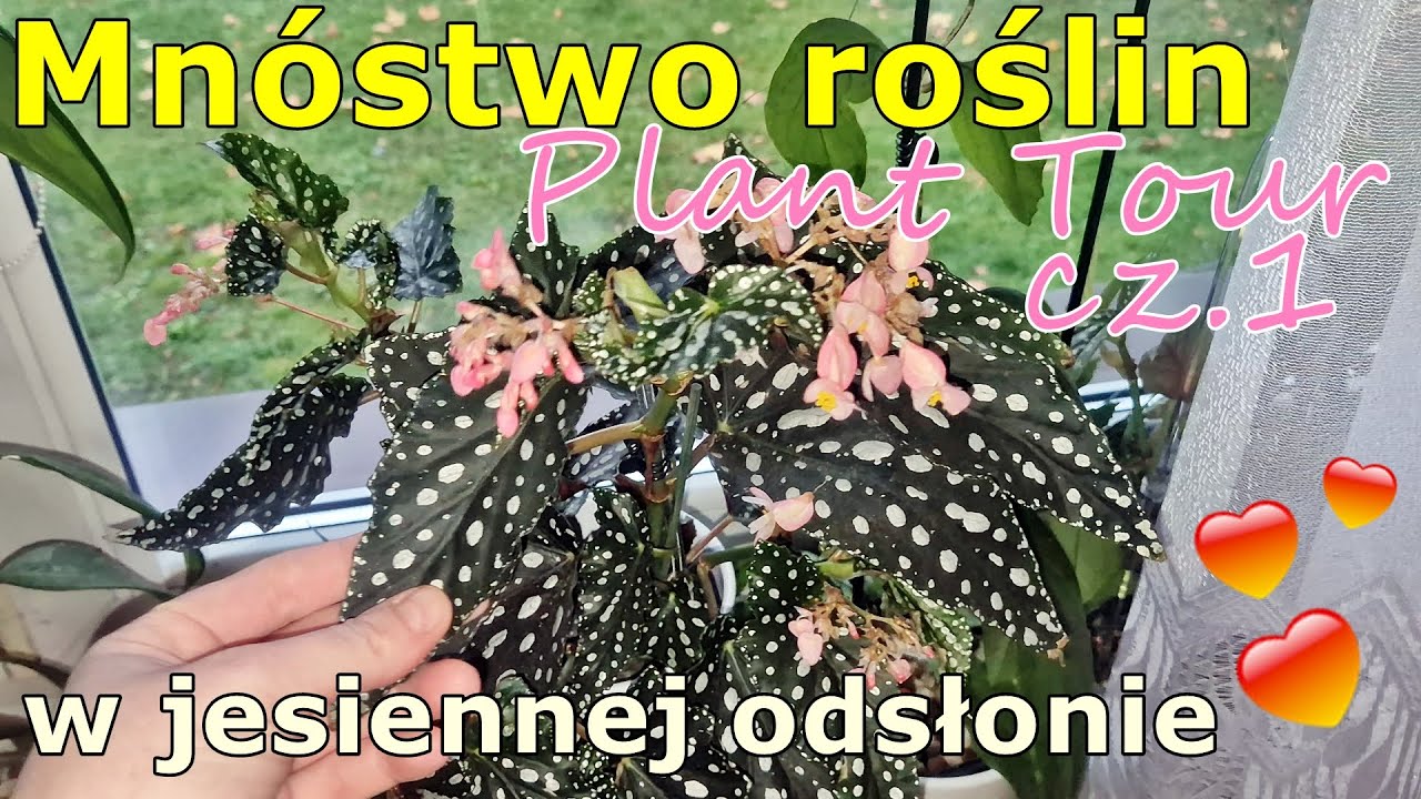 🍂 Jesienny PLANT TOUR cz.1 * przegląd roślin jesień 2025 🍂 omawiam ciekawe okazy na parapecie