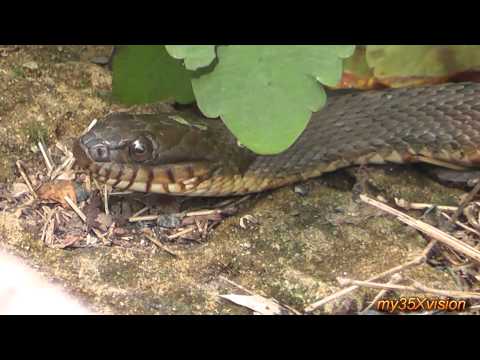 Бейне: Garter Snake - Тамнофис бауырымен жорғалаушылар гипоаллергенді, денсаулығы мен өмірінің ұзақтығы