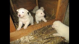 УЧИМСЯ ВЫХОДИТЬ И ЗАХОДИТЬ В БУДКУ!!! УЧИМСЯ ВЫХОДИТЬ И ЗАХОДИТЬ В БУДКУ!!!