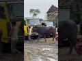 Baffalo sold 900k মহিষের জোড়া ৯ লক্ষ টাকা #baffalo #biggestbull #animals #vairal #bull #qurbani