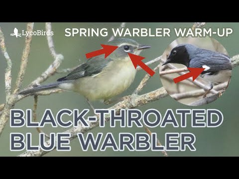 Video: Informācija par zilo vībotni - zilo vībotņu savvaļas ziedu kopšana