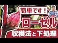 【ローゼル収穫】簡単にできるローゼルの収穫と下処理の方法【3ステップ】