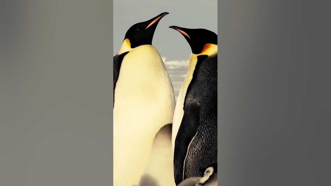 Interesting Facts About Penguin Penguin Facts In Hindi YouTube interesting-facts-about-penguin-penguin-facts-in-hindi-youtube