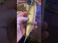 Golden Shad on a drt #custompaintedlures #bassfishinglures #bassfishing #swimbaitfishing