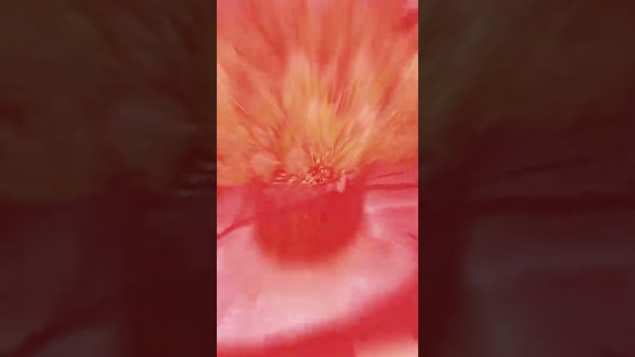 SHORT - Harvest Day / Wedding Cake Auto by Barney's Farms - 2nd Time - 2x2x3 Mini Tent Grow