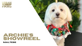 Archie (Maltese) Showreel by Urban Paws Agency and Urban Paws Ireland 37 views 1 month ago 3 minutes, 4 seconds