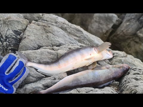 ОКУНЬ ТЕРПУГ г.Находка,SHORE JIGGING 03.06.2022