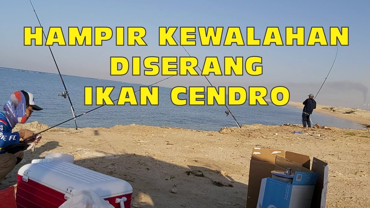 PANEN IKAN CENDRO SERUNYA MANCING DILAUT ARAB #abipetualangmancing