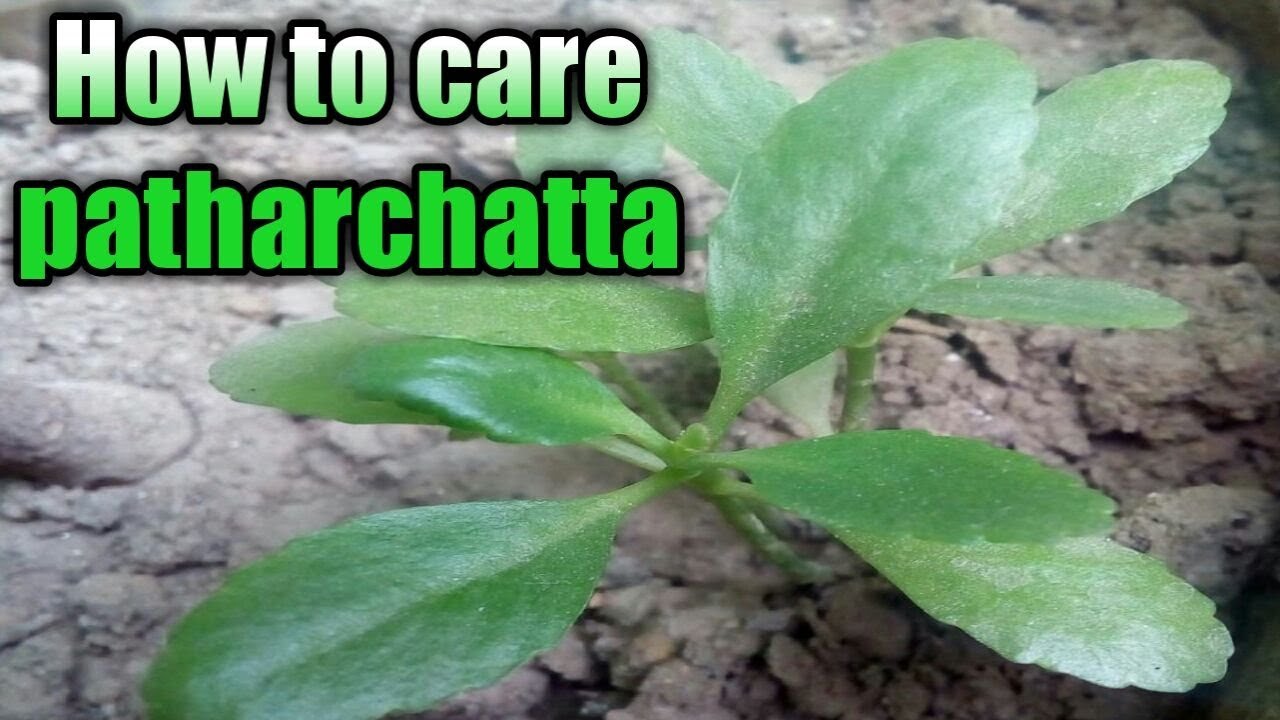 how to care (bryophyllum) patharchatta plant - YouTube