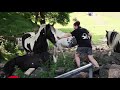 Rural life beautiful horses landscape nature | Travel vlog