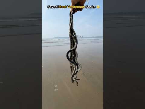 😱 Saved the world’s most venomous sea snake today 🐍