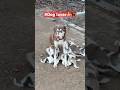 #Viral shorts#dogshorts #Street dog#love #cutepet #youtube Shortsclip# Dog lover#cutepuppy🙏🐕🦺❤️