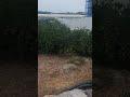 현장옆에 탐스런 감귤도 있고 메일밭도 있고 #제주살이 #제주여행