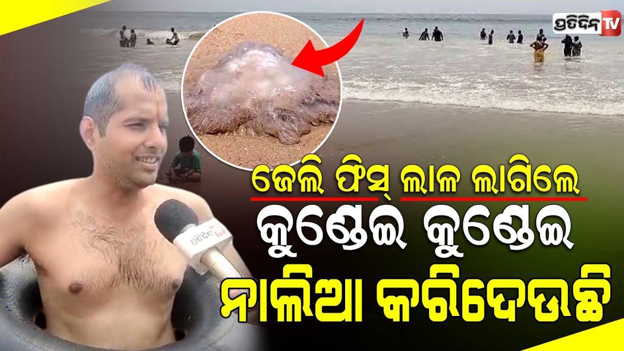 କୁଣ୍ଡେଇ କୁଣ୍ଡେଇ ନାଲିଆ କରିଦେଉଛି, ଜେଲି ଫିସ୍ ଲାଳ ! jellyfish । Puri Beach