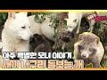[TV 동물농장 레전드] ‘새끼 너구리 돌보는 개’ 풀버전 다시보기 I TV동물농장 (Animal Farm) | SBS Story