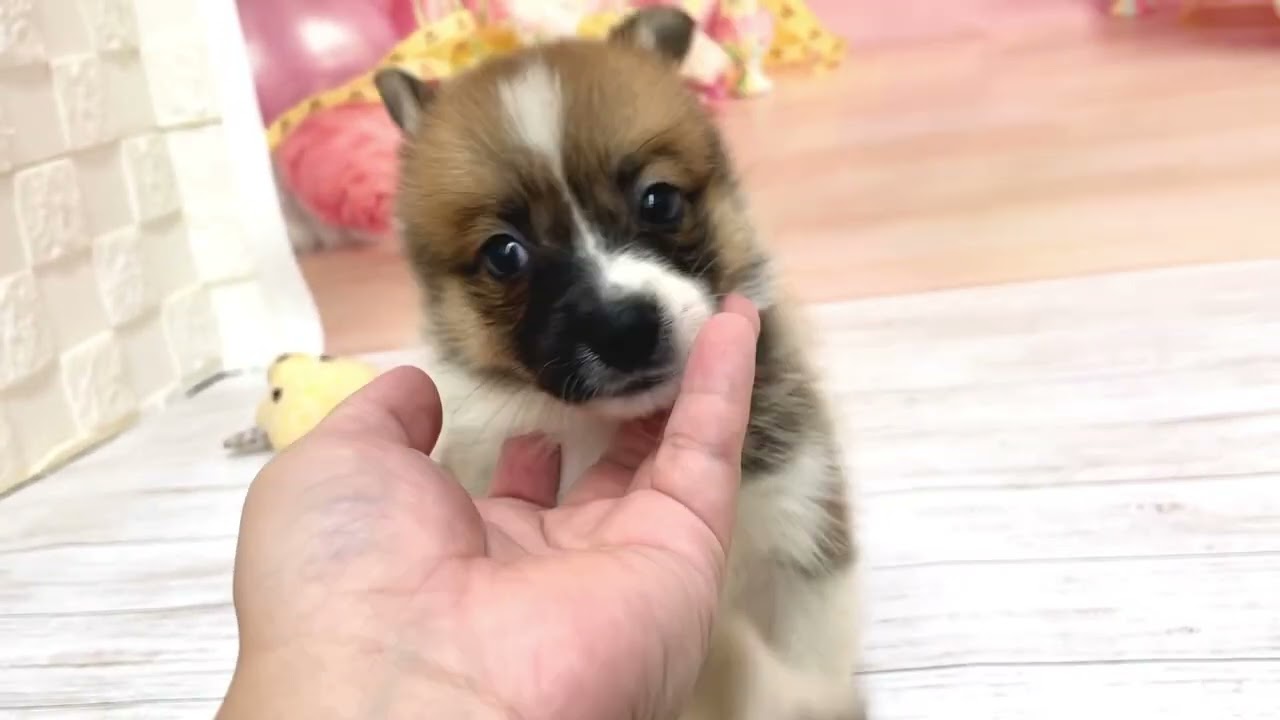 ポメころび様 211280 ポメコーギー - YouTube