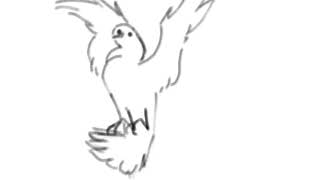 Bird Flying Animation [Flipaclip]