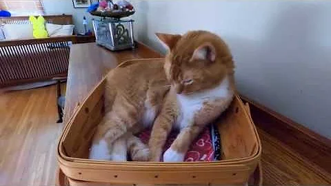 Video 2163361: tabby mix, abyssinian mix, longing