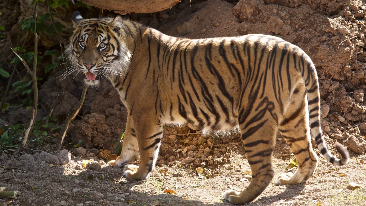 fota 自動車 Tigers arrive at Fota!