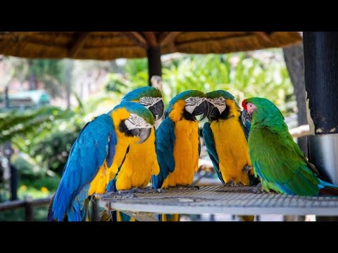 Vidéo: Ara bleu dans des conditions naturelles et domestiques. Photo de perroquets