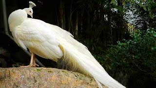 Cute ZOO animals & birds - Зоопарк - животные и птицы Cute ZOO animals & birds - Зоопарк - животные и птицы