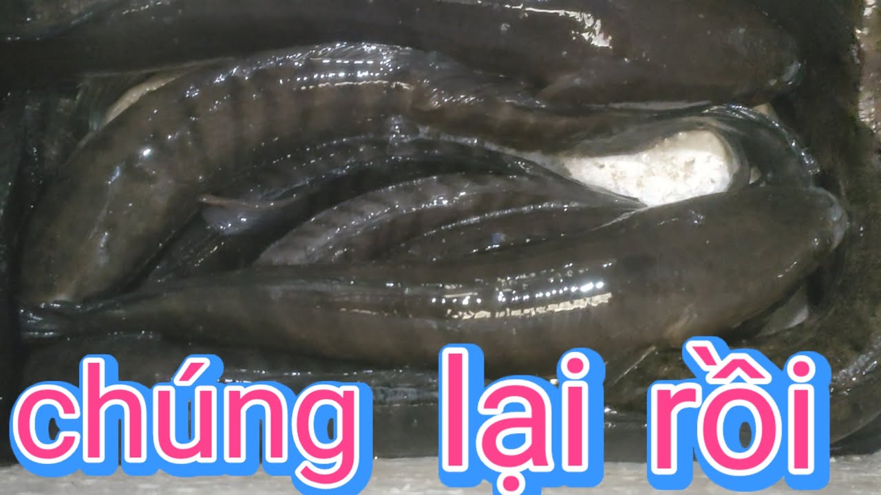 Thăm luồng lờ ngày nay trúng trở lại rồi