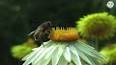 Пчелы: Незаменимые стражи экосистемы ile ilgili video