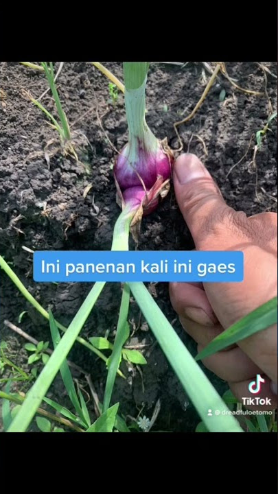Tips agar Petani Bawang Merah Bisa Dapat Gaji Tiap Bulan