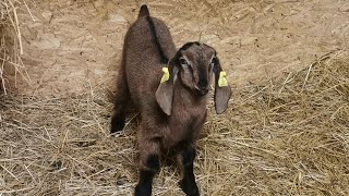 Купили Нубийского козлика. Новый производитель.