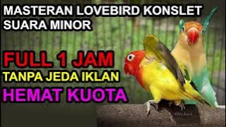 TANPA JEDA IKLAN! MASTERAN LOVEBIRD BETINA KONSLET MINOR FULL 1 JAM DAN HEMAT KUOTA