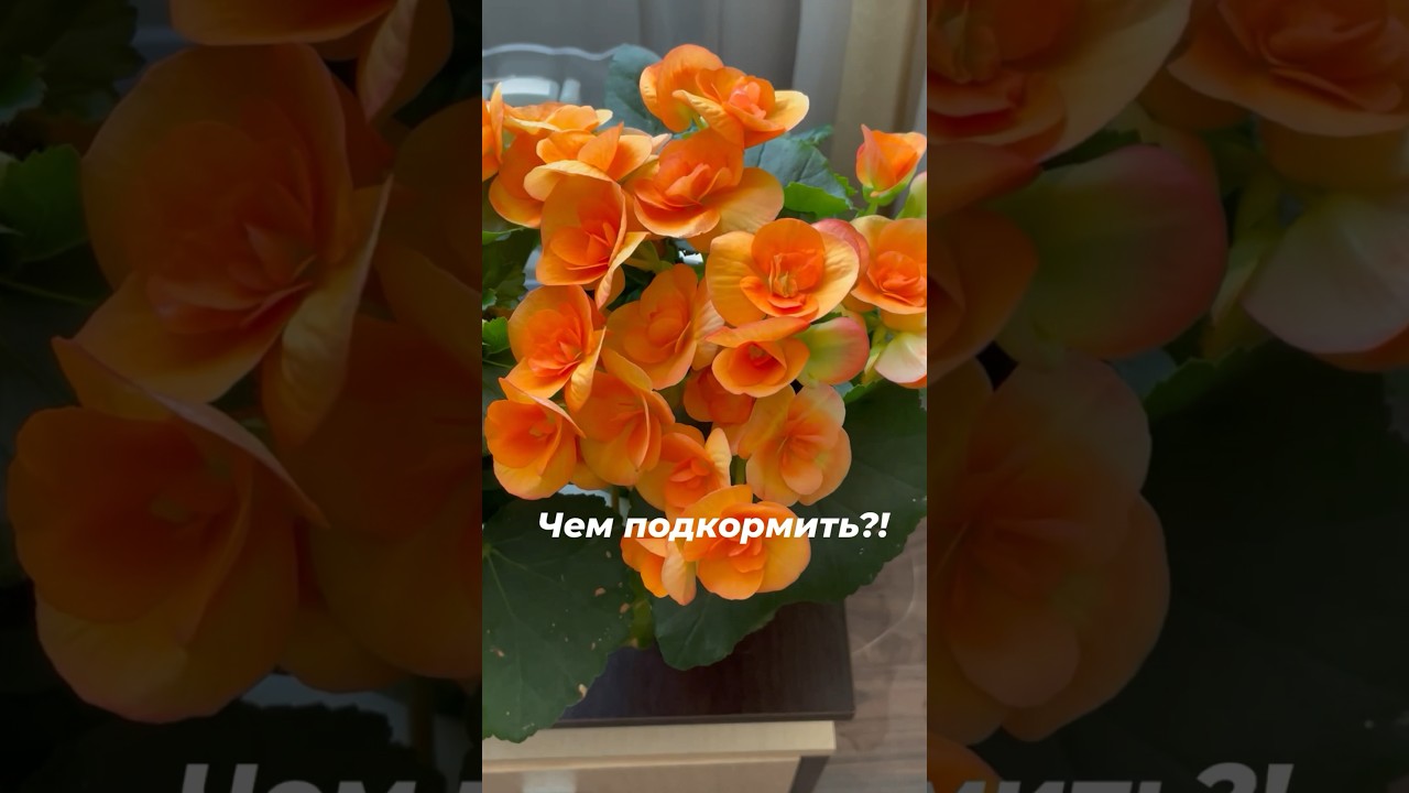 Чем подкормить бегонии для долгого и обильного цветения 🌺🌺🌸🌸🌺