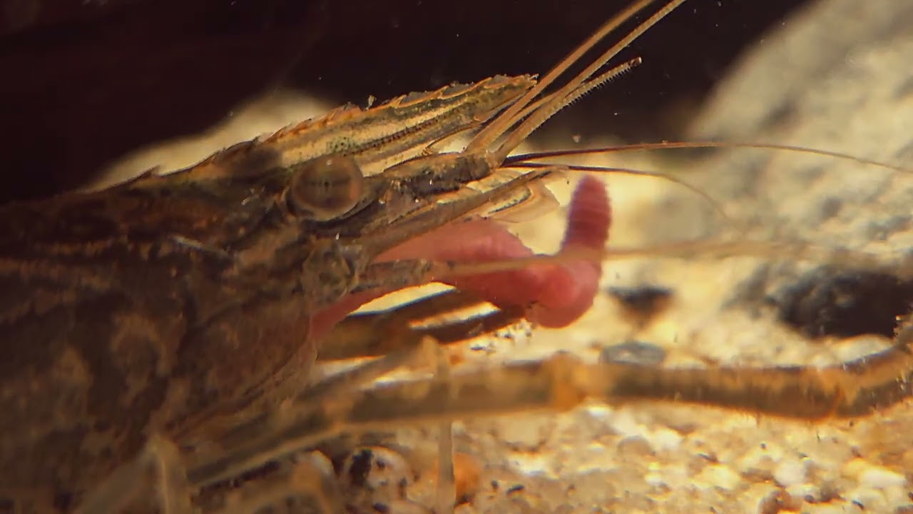 [낚시 자료] 징거미새우 수중 사냥