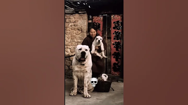 power of dog ☠️🔥 #shorts #ytshorts #trending #trolledit #pitbulldog #memes