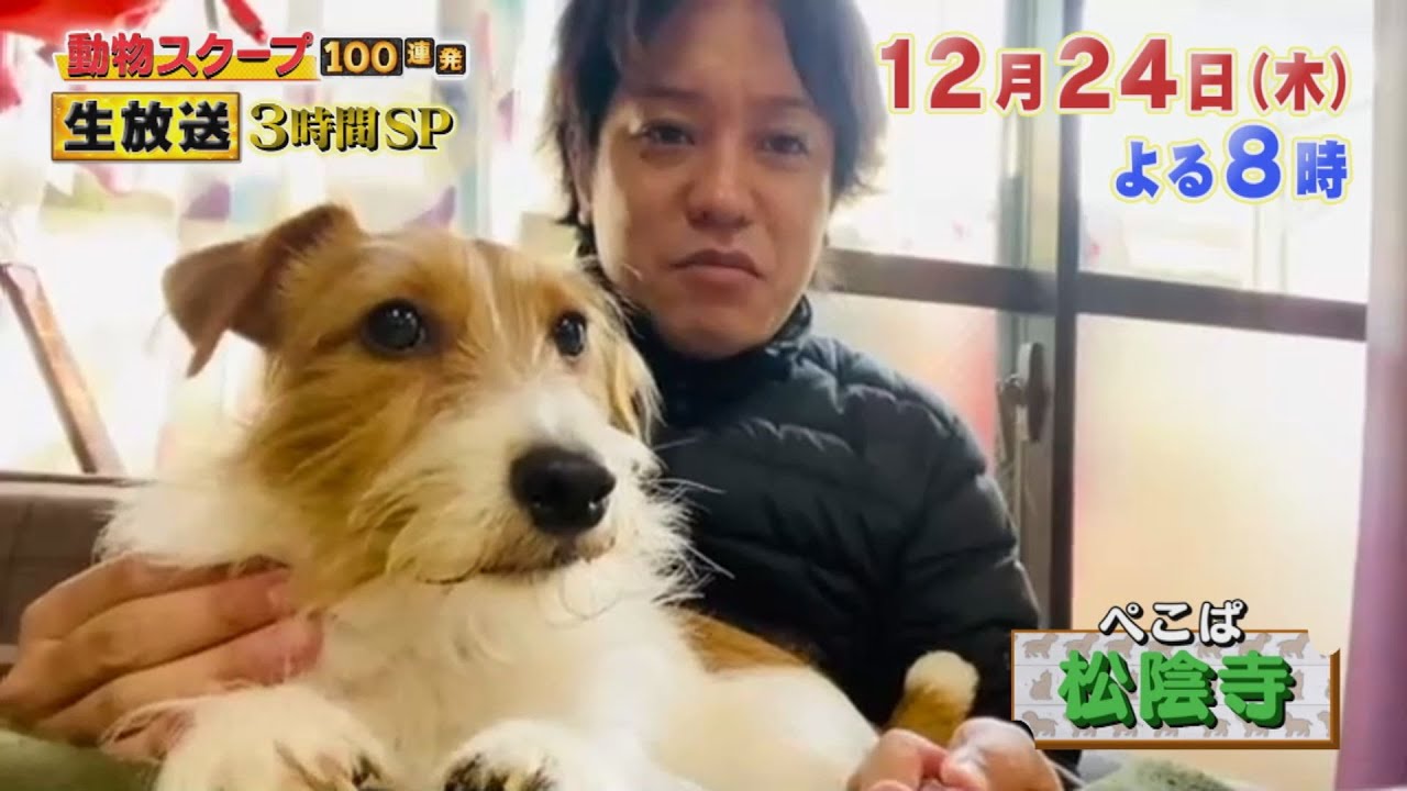 動物スクープ100連発 12 24 木 クリスマスイヴは生放送 犬ネコ好き1万人が選ぶ胸キュン仕草ベスト大発表 Tbs Youtube 動物スクープ100連発 12 24 木 クリスマスイヴは生放送 犬ネコ好き1万人が選ぶ胸キュン仕草ベスト大発表 Tbs Youtube