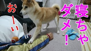 柴犬小春　催促を覚えた柴犬は飼い主の昼寝さえ許さない！