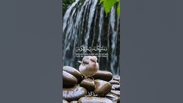 يَاأَيُّهَا الَّذِينَ آمَنُوا اذْكُرُوا اللَّهَ ذِكْرًا كَثِيرًا | سورة الأحزاب | رعد الكردي