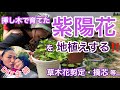 【DIY主婦】紫陽花を地植えする/剪定/摘芯