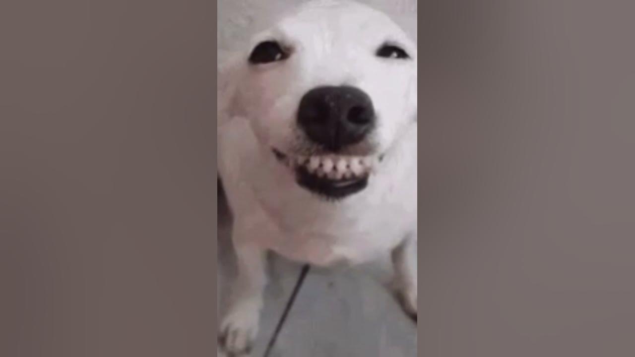 смешной пёсик 😁 - YouTube