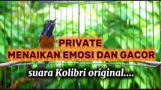 SUARA PANCINGAN KOLIBRI CEPAT RESPON DAN GACOR menaikan emosi!!!!