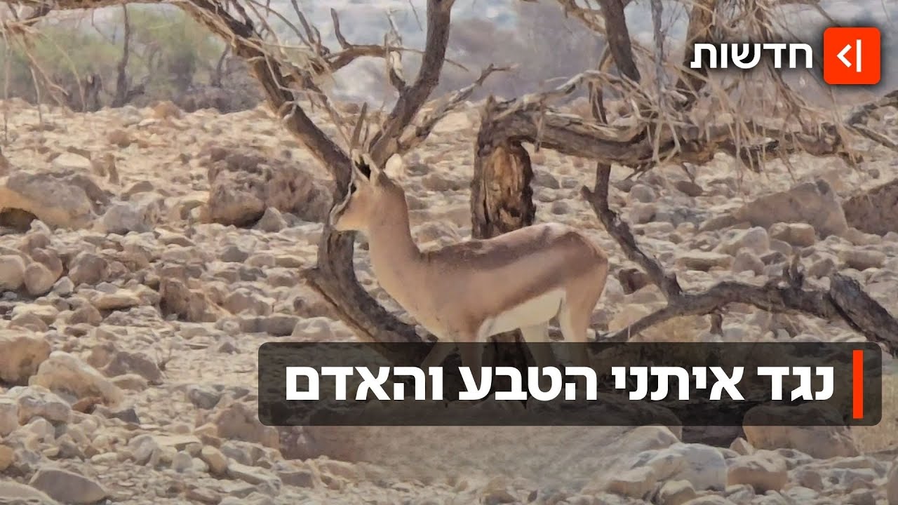 סמל המדינה נלחם לשרוד: מסע בעקבות צבי הנגב