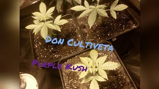 Purple Kush Parte 4 Seguimiento Experimento Automáticas Don Cultiveta.