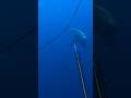 INTENSE Sharks While Spearfishing