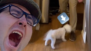 Man TERRIFIED by Little Dog!