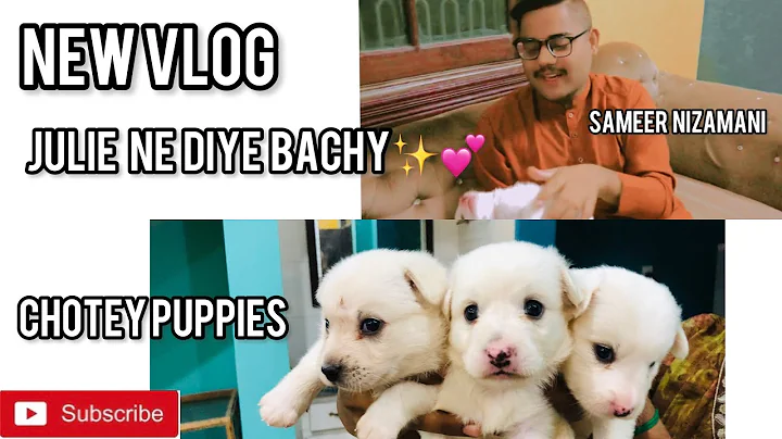 Julie ney diye chotey puppies or phr Talahar city ...