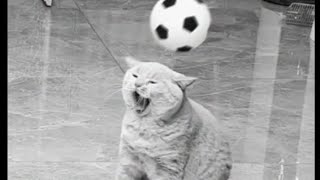 When cats play football - The best players ever by Sweet world🐾 3,103 views 1 year ago 1 minute, 41 seconds